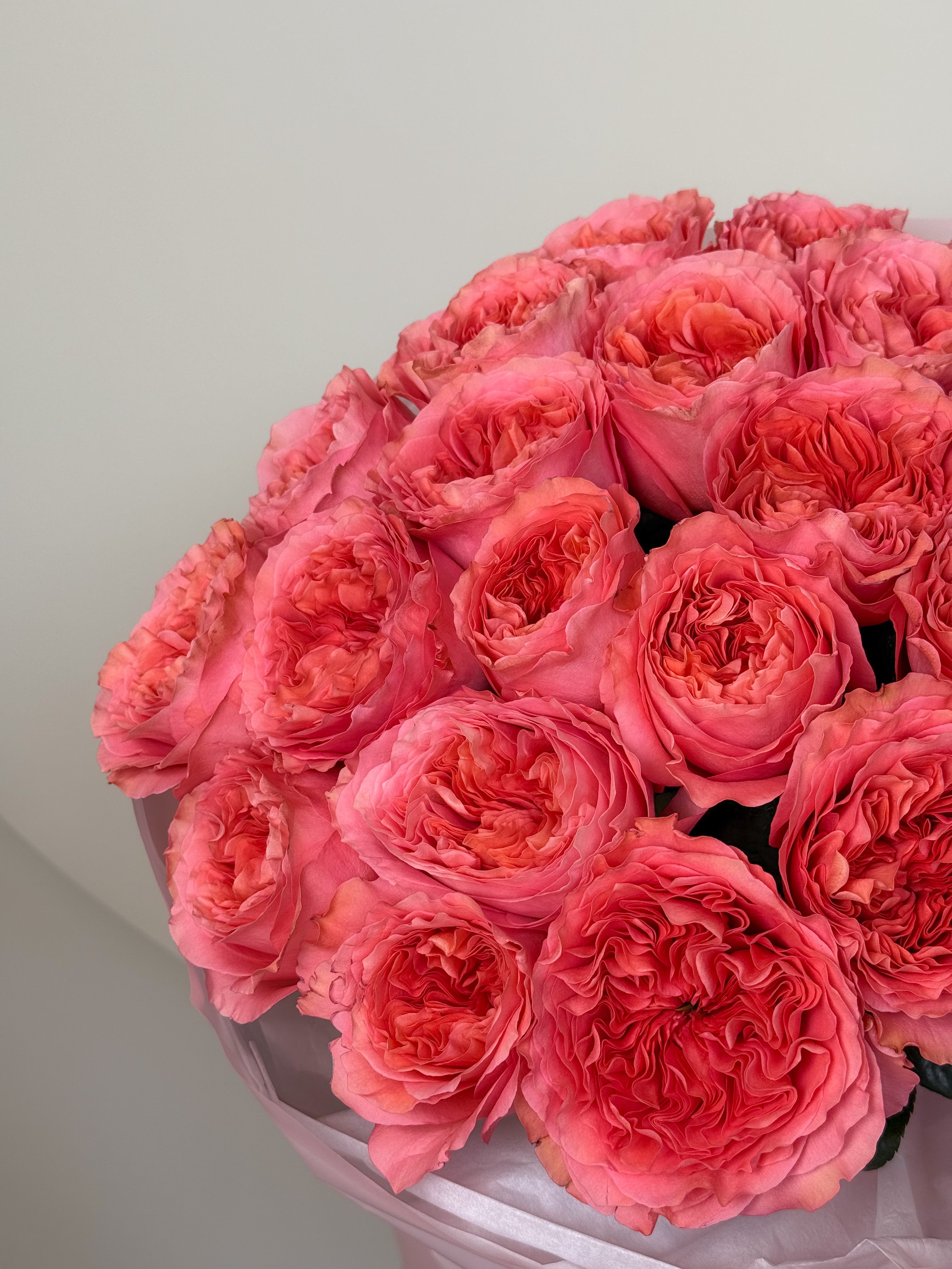 No. 51 CANDY CORAL
