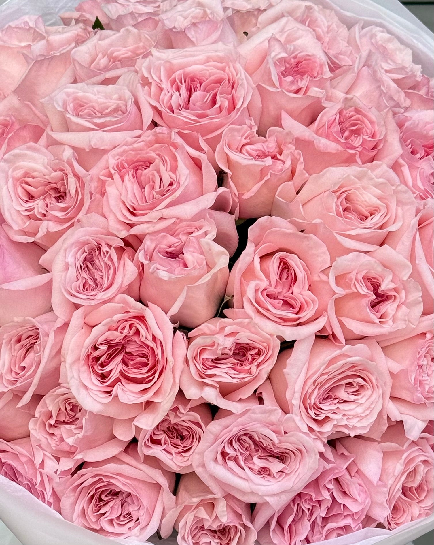No.66 IMPERIAL PINK - garden roses ohara