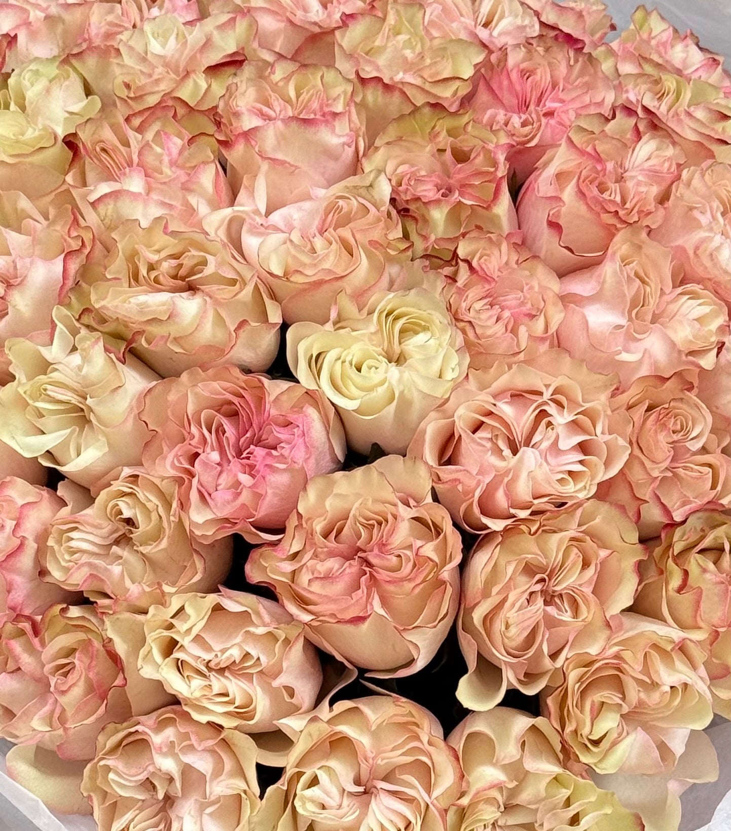 No. 241 COUNTRY CANDY - garden roses