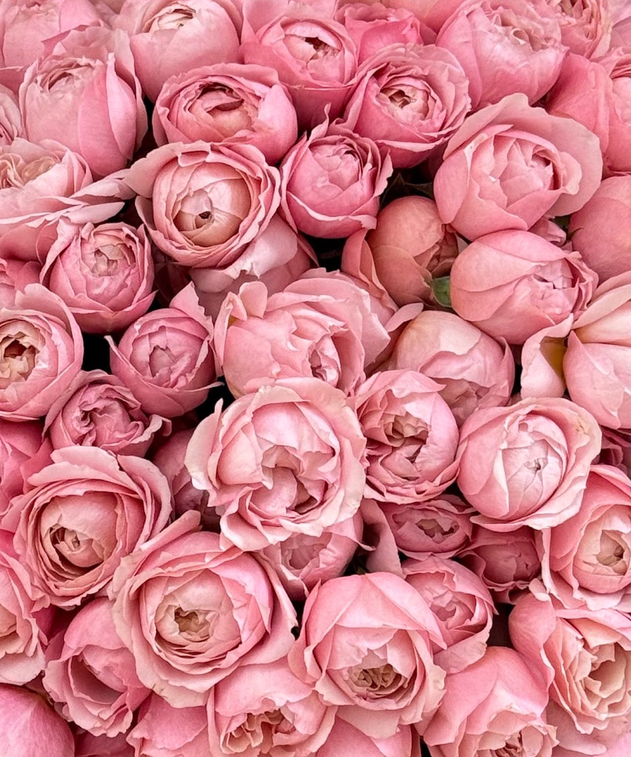 No.171 JULIETTE - garden spray roses
