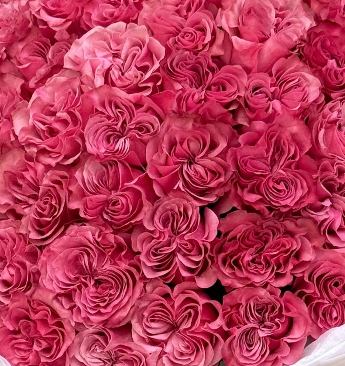 No.61 PINK BLISS - garden roses