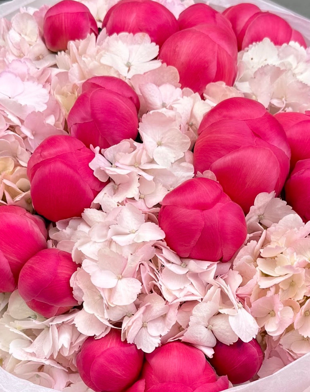 N.º 222 ROSA AMOR
