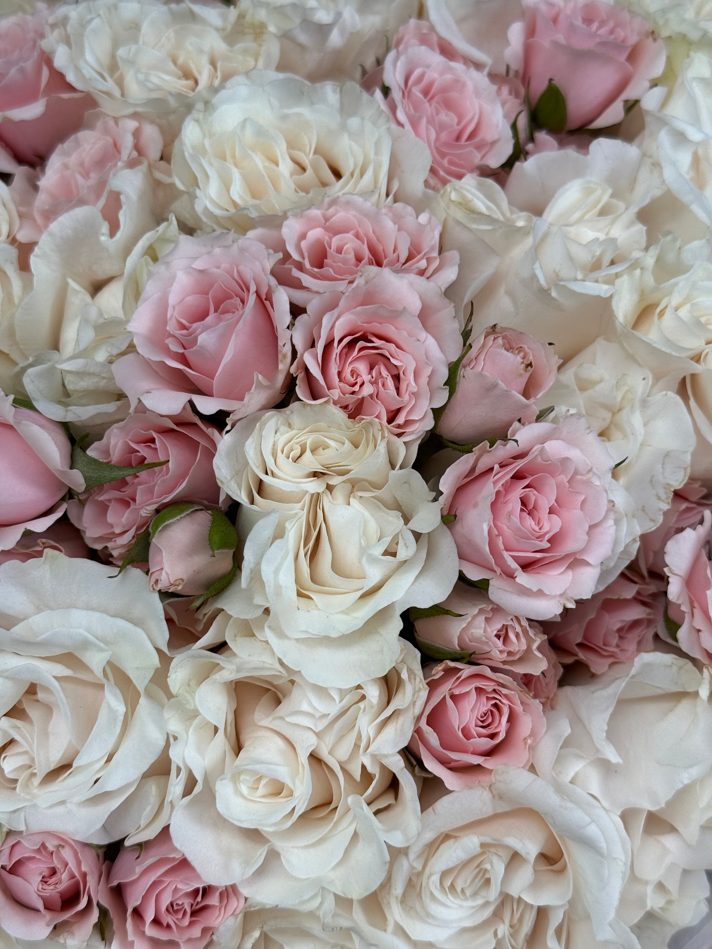 No.22 ROSE - roses