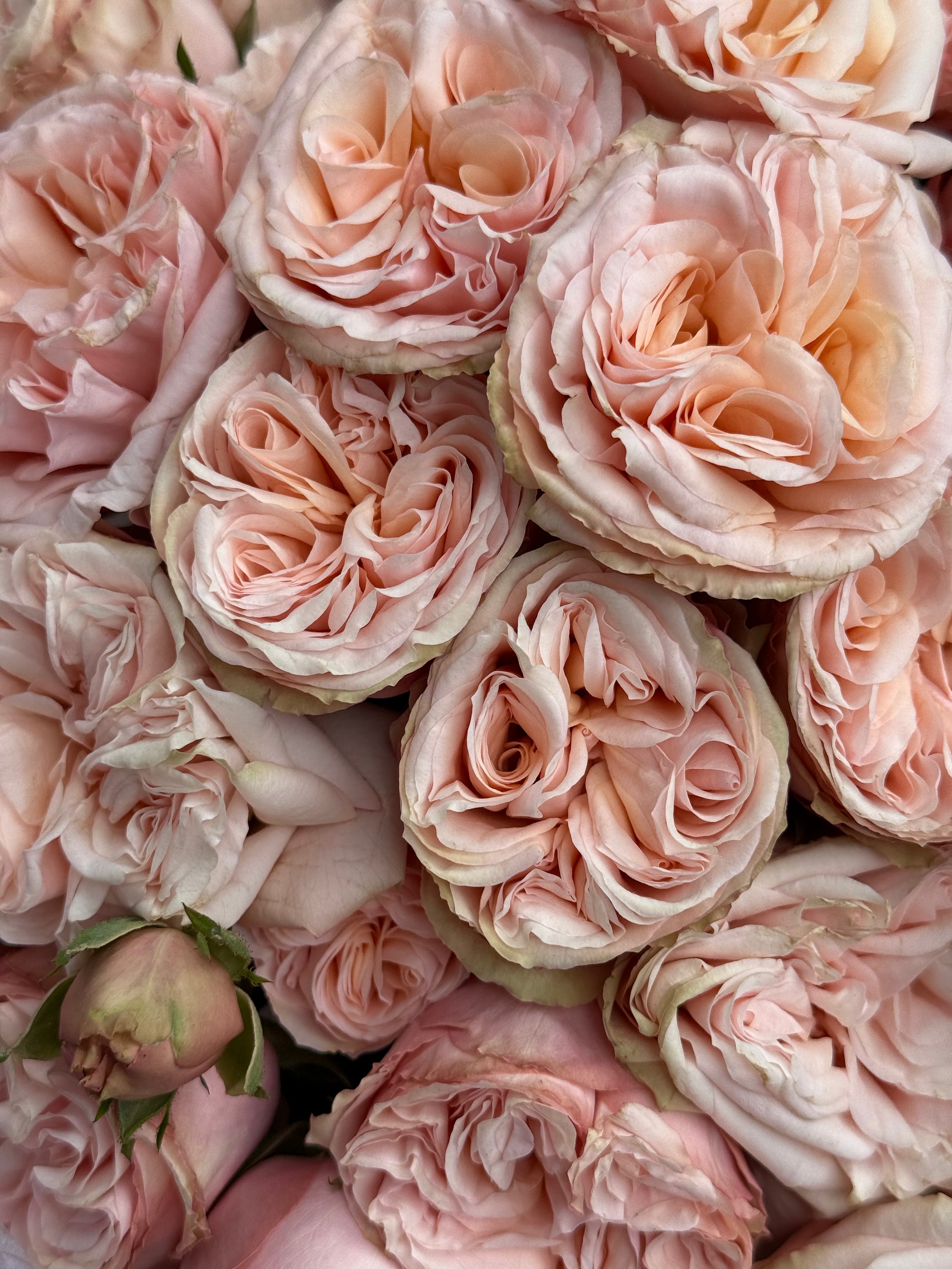 No.97 PINK TEMPTATION - garden spray roses