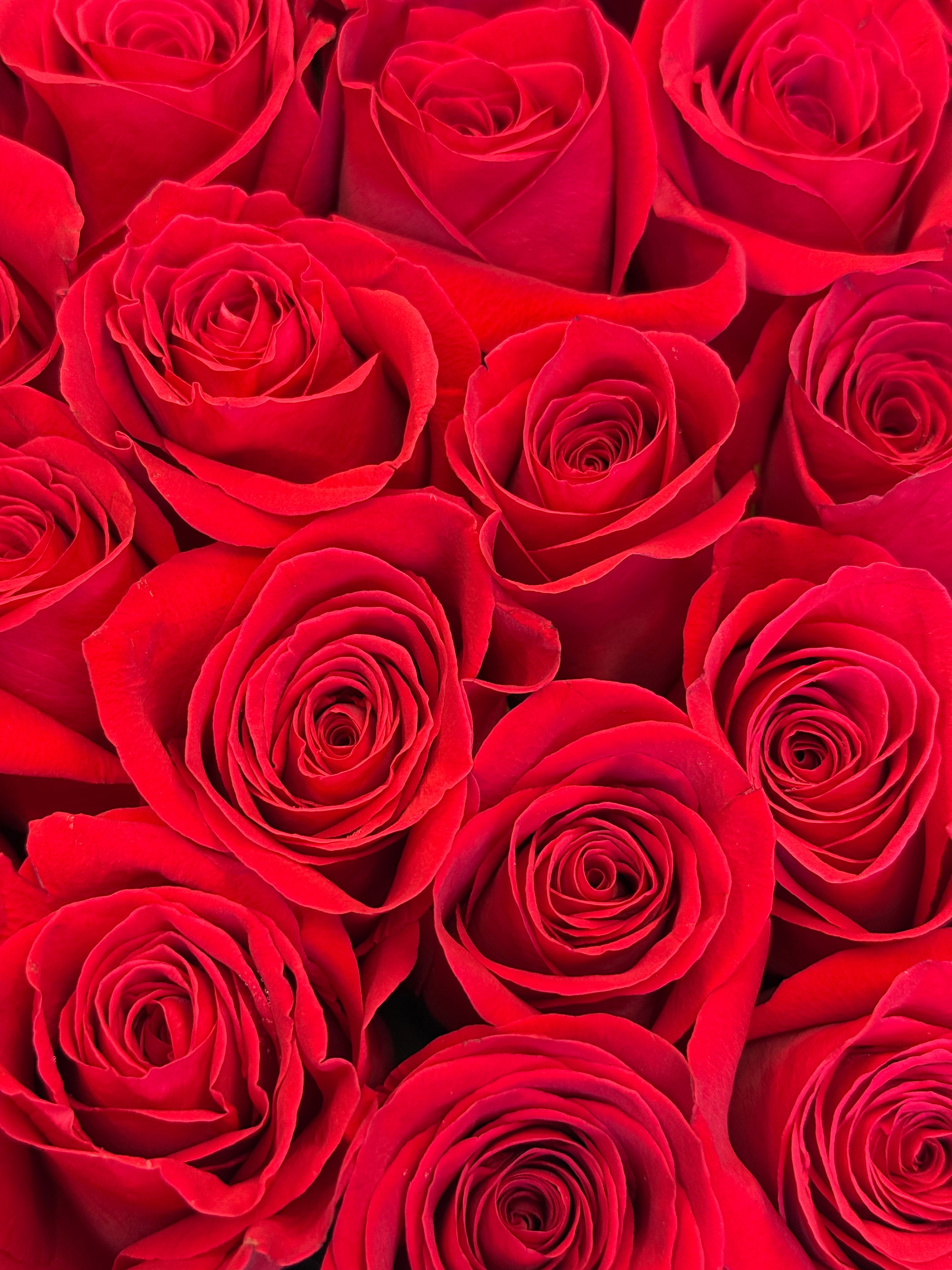 No.277 RED PASSION - roses