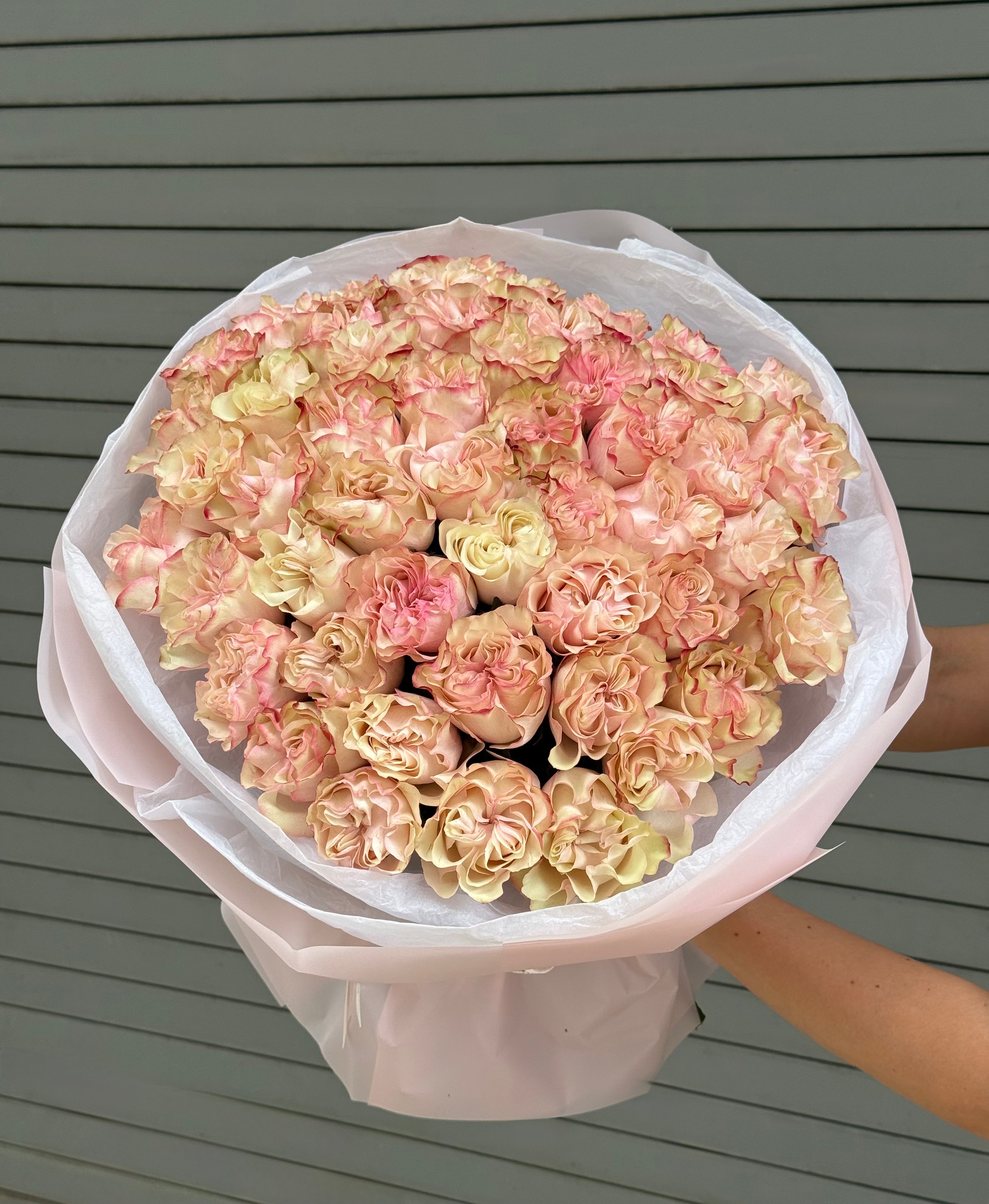 No. 241 COUNTRY CANDY - garden roses
