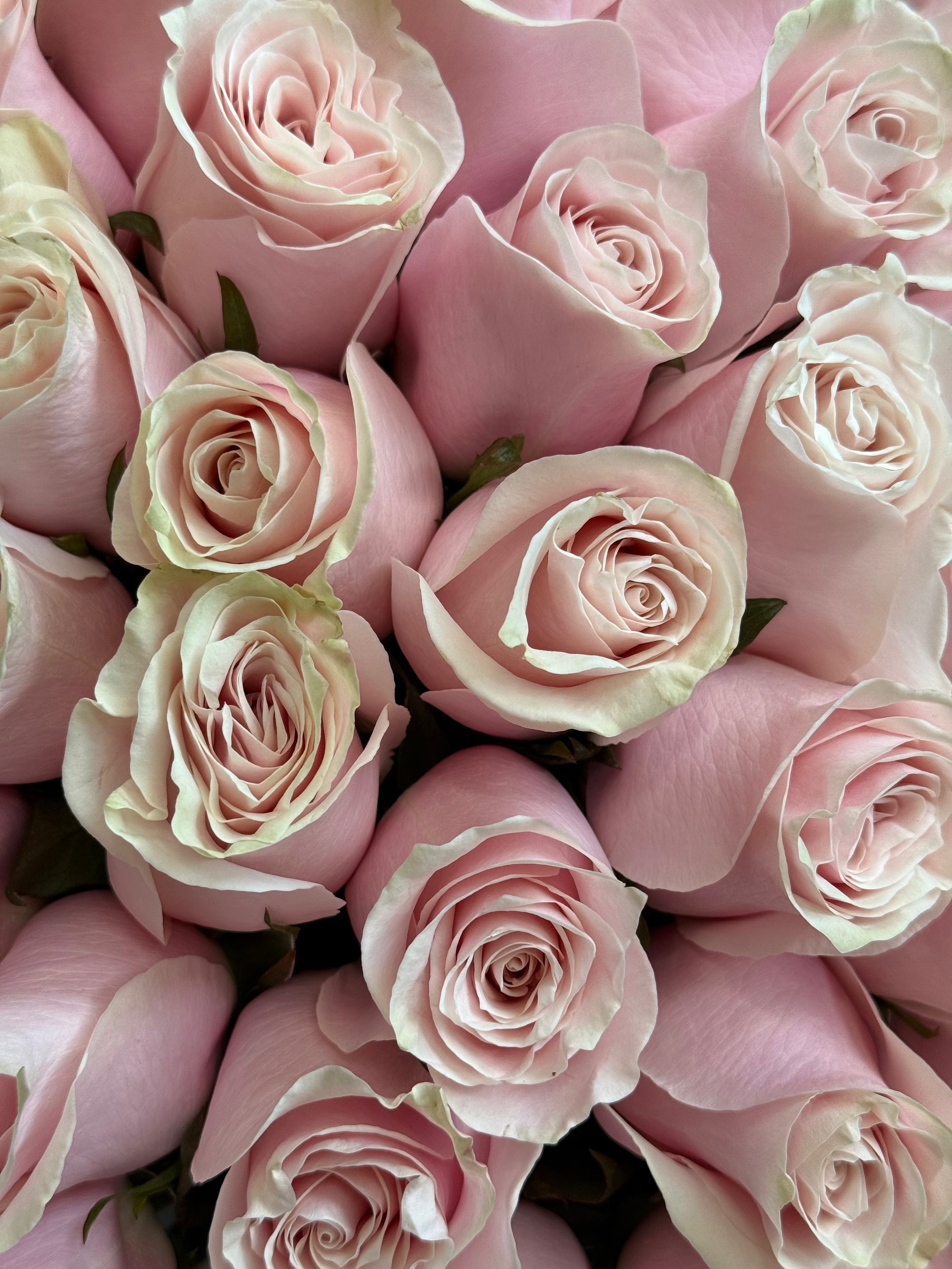 No.46 WHISPERING ELEGANCE - roses