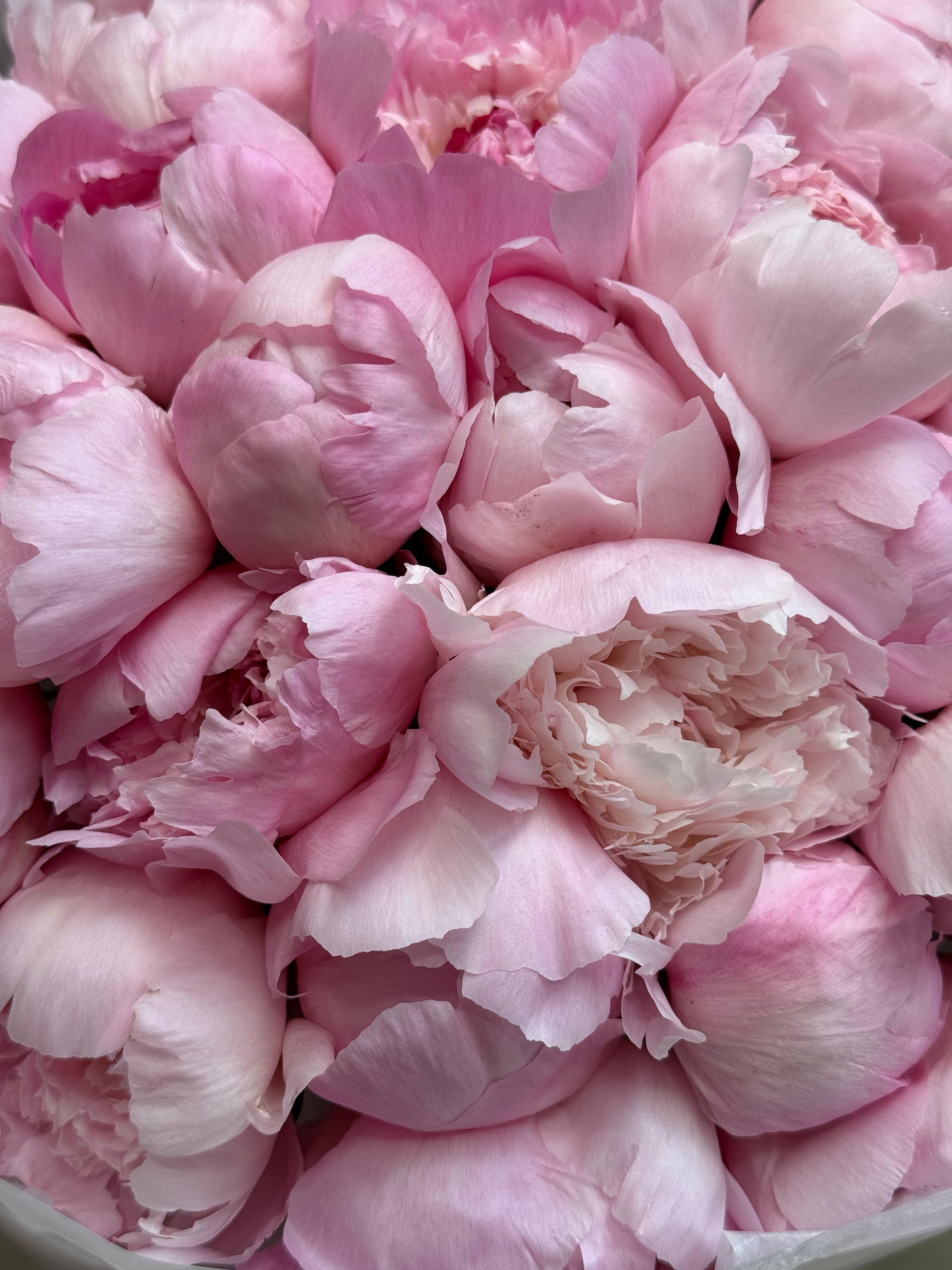 No.117 BLUSH PEONIES