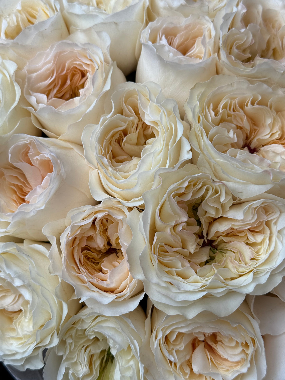 No.245 VICKY GARDENS - garden roses