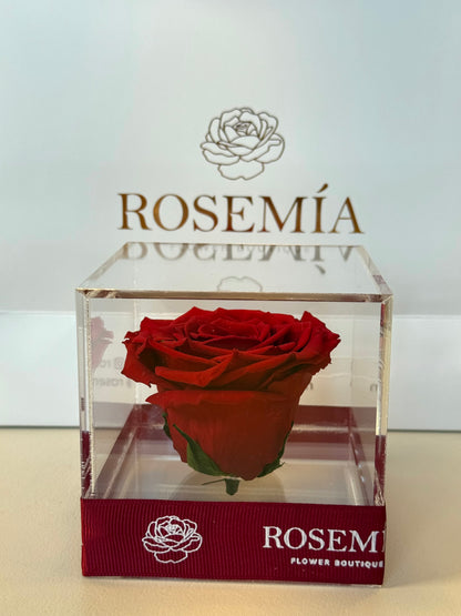 No.179 LOVE IN A CUBE