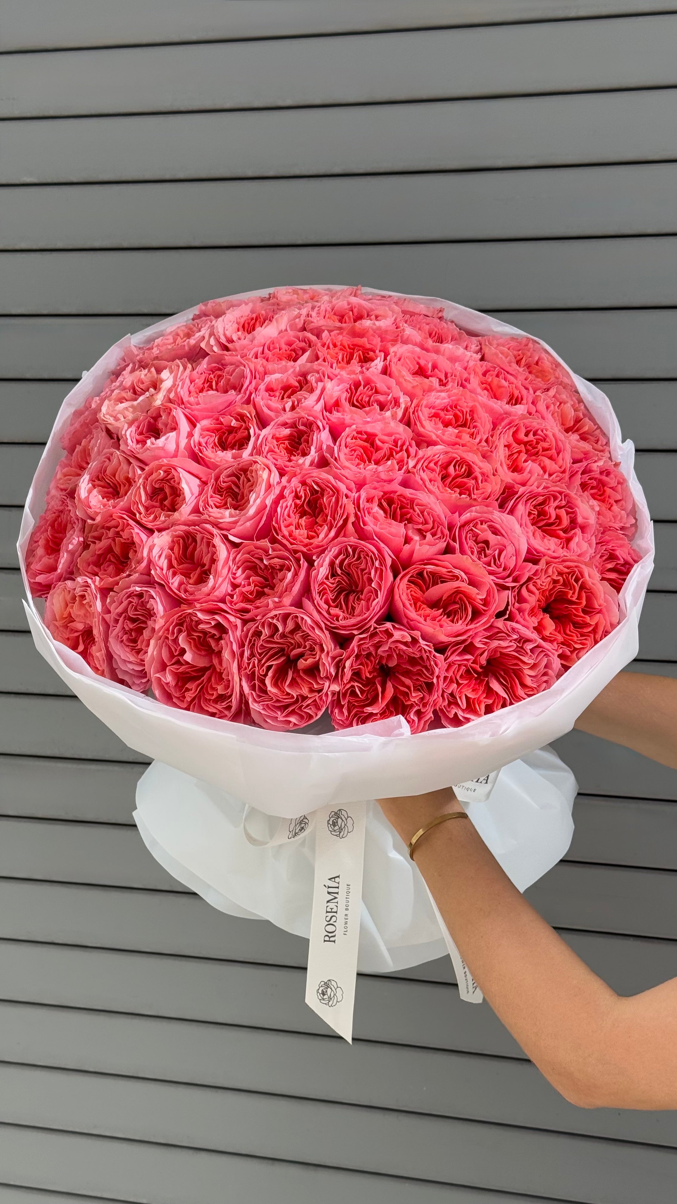 No.52 CANDY CRUSH - garden roses
