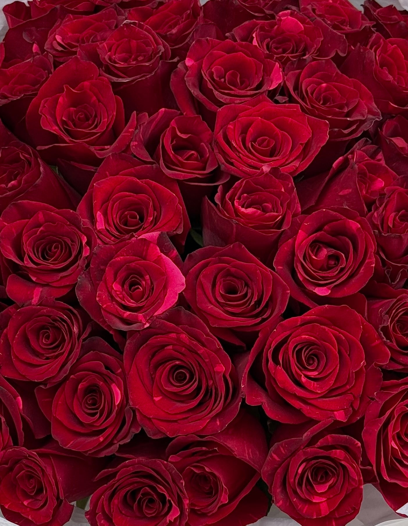 No.90 RED PANTHER - roses