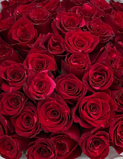 No.90 RED PANTHER - roses