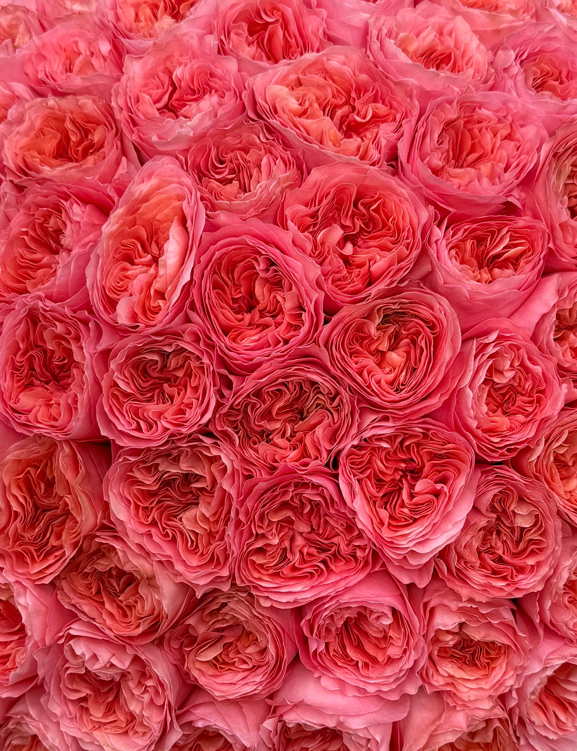No.52 CANDY CRUSH - garden roses