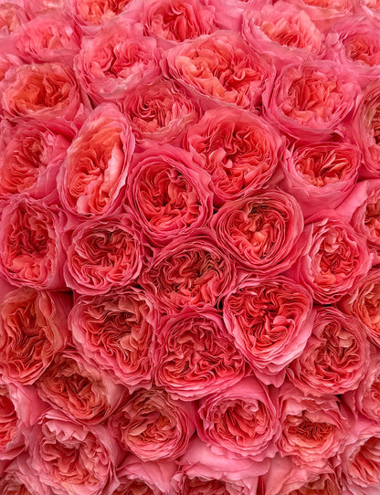 No.52 CANDY CRUSH - garden roses