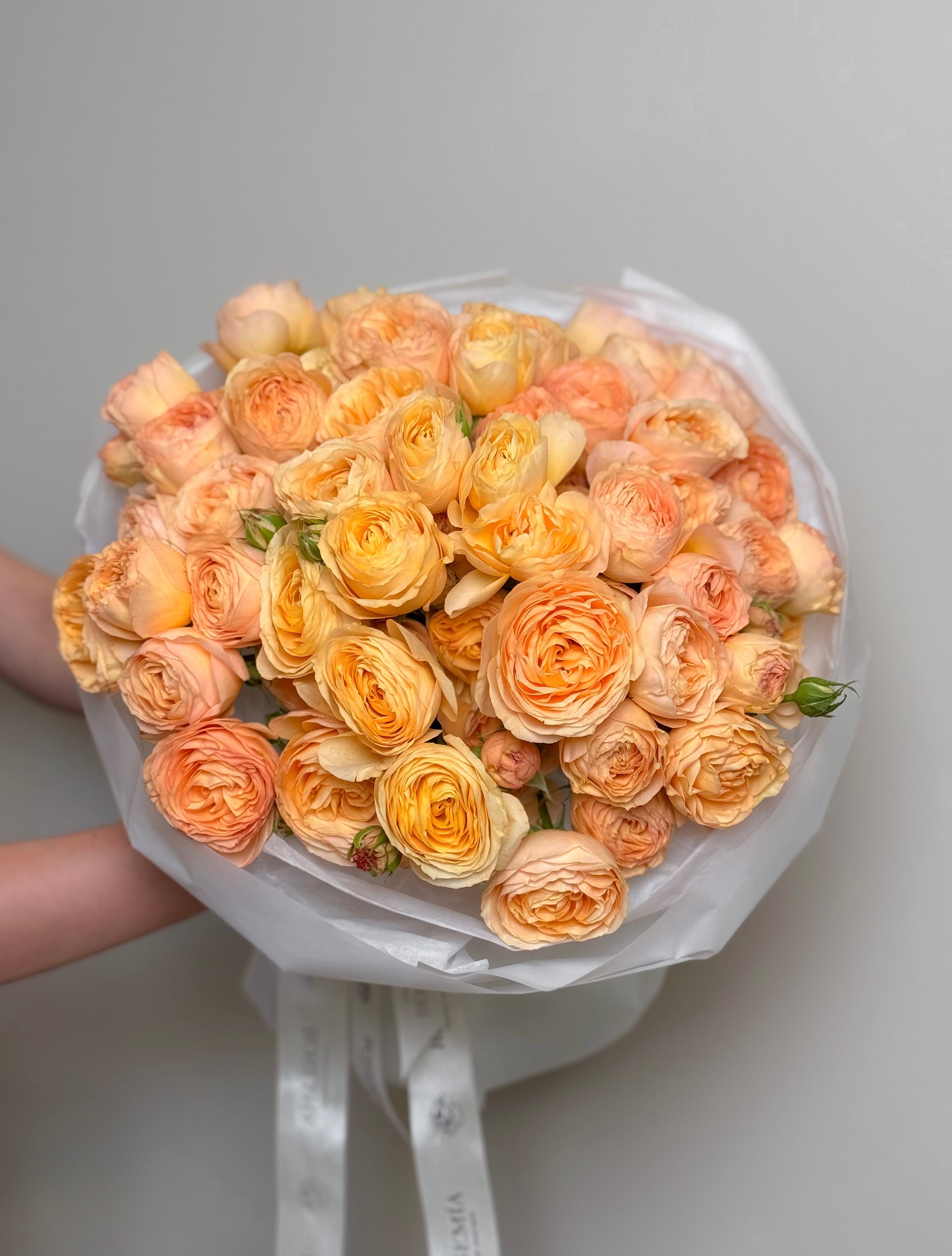No. 41 APRICOT GLOW