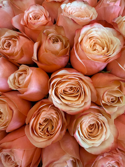 N.º 208 BERRY ROSE