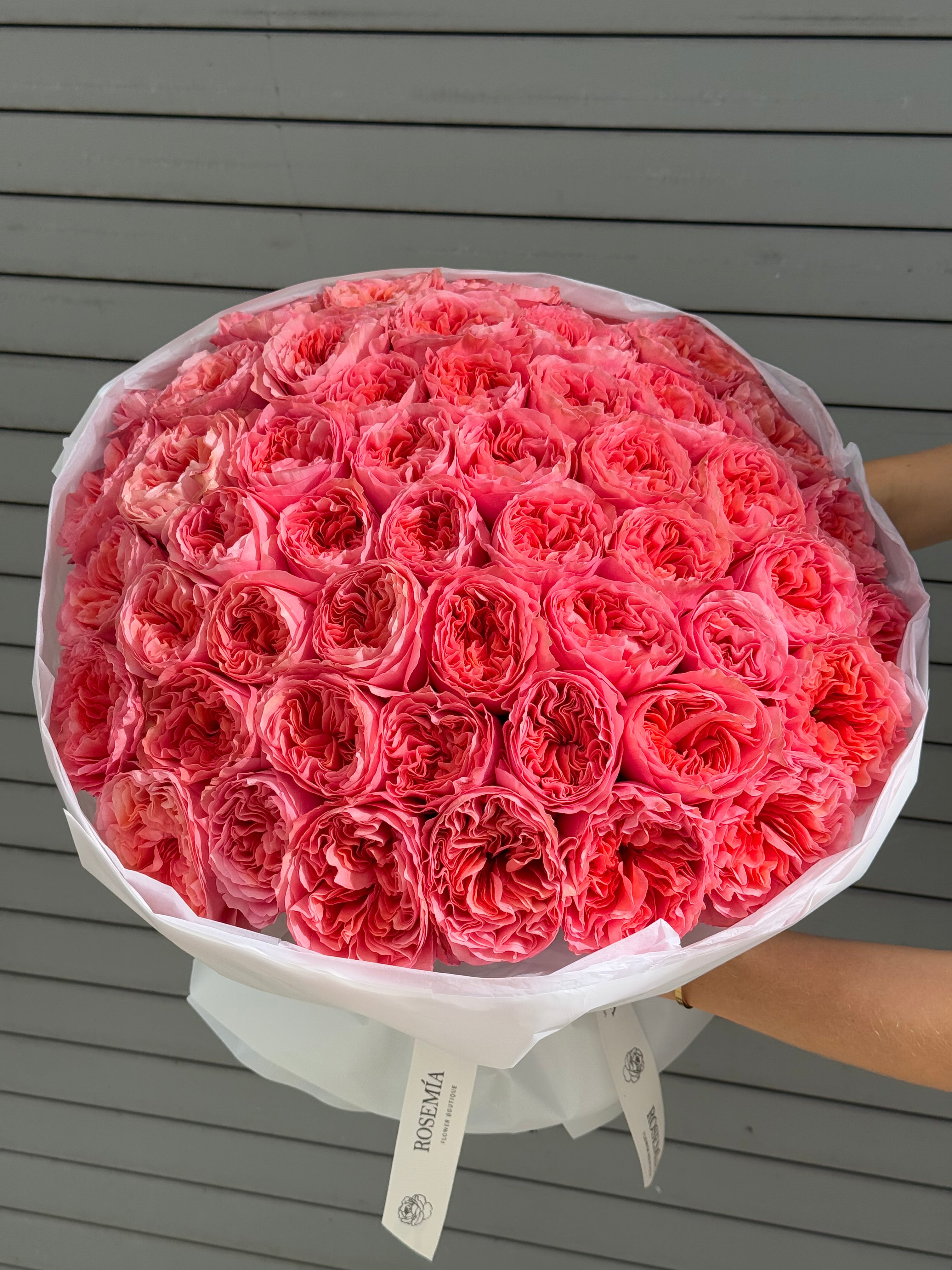 No.52 CANDY CRUSH - garden roses