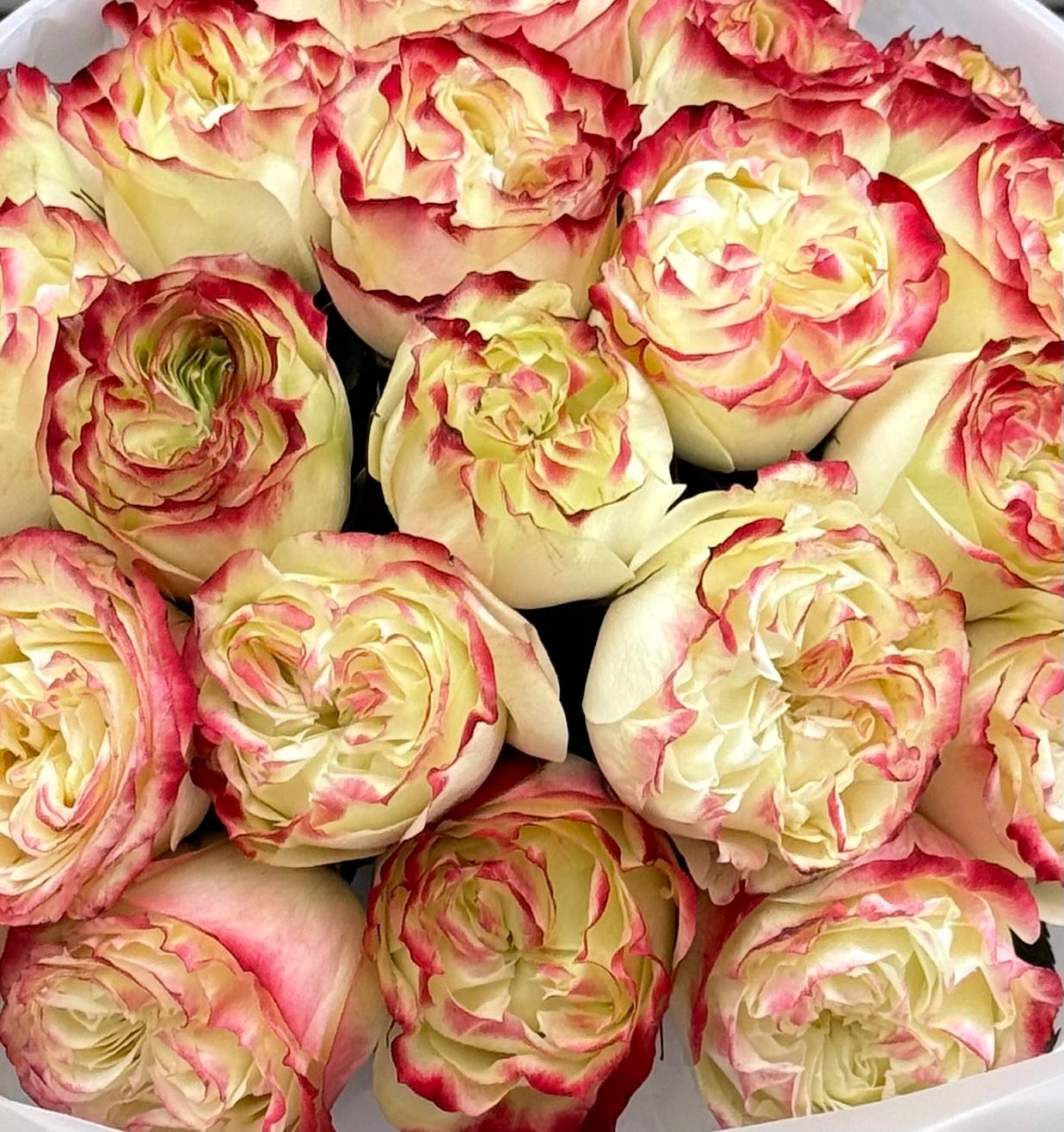 N.º 93 BESO ARDIENTE