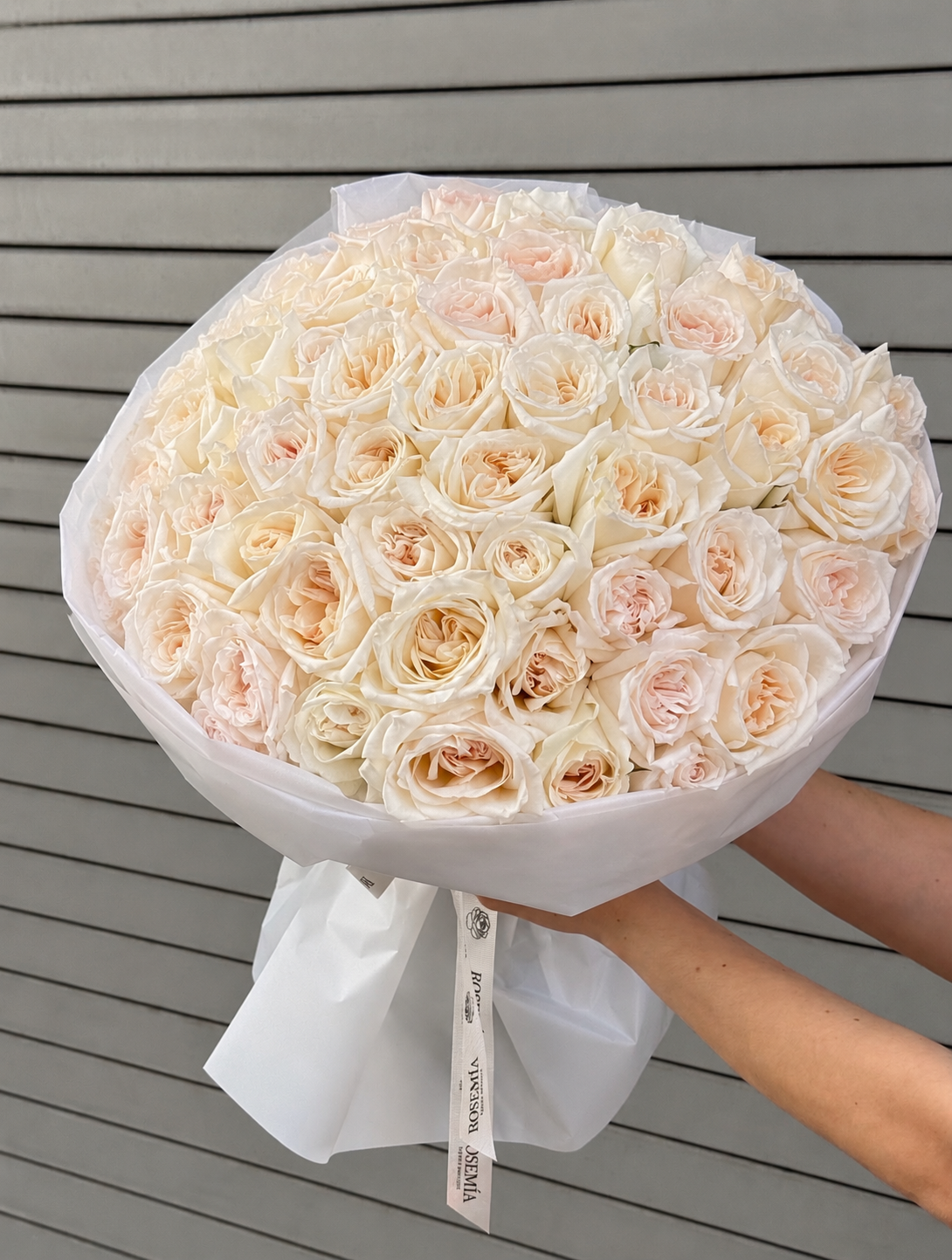 No.62 MAJESTIC O’HARA - garden roses