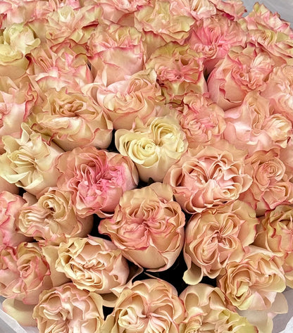 No. 241 COUNTRY CANDY - garden roses