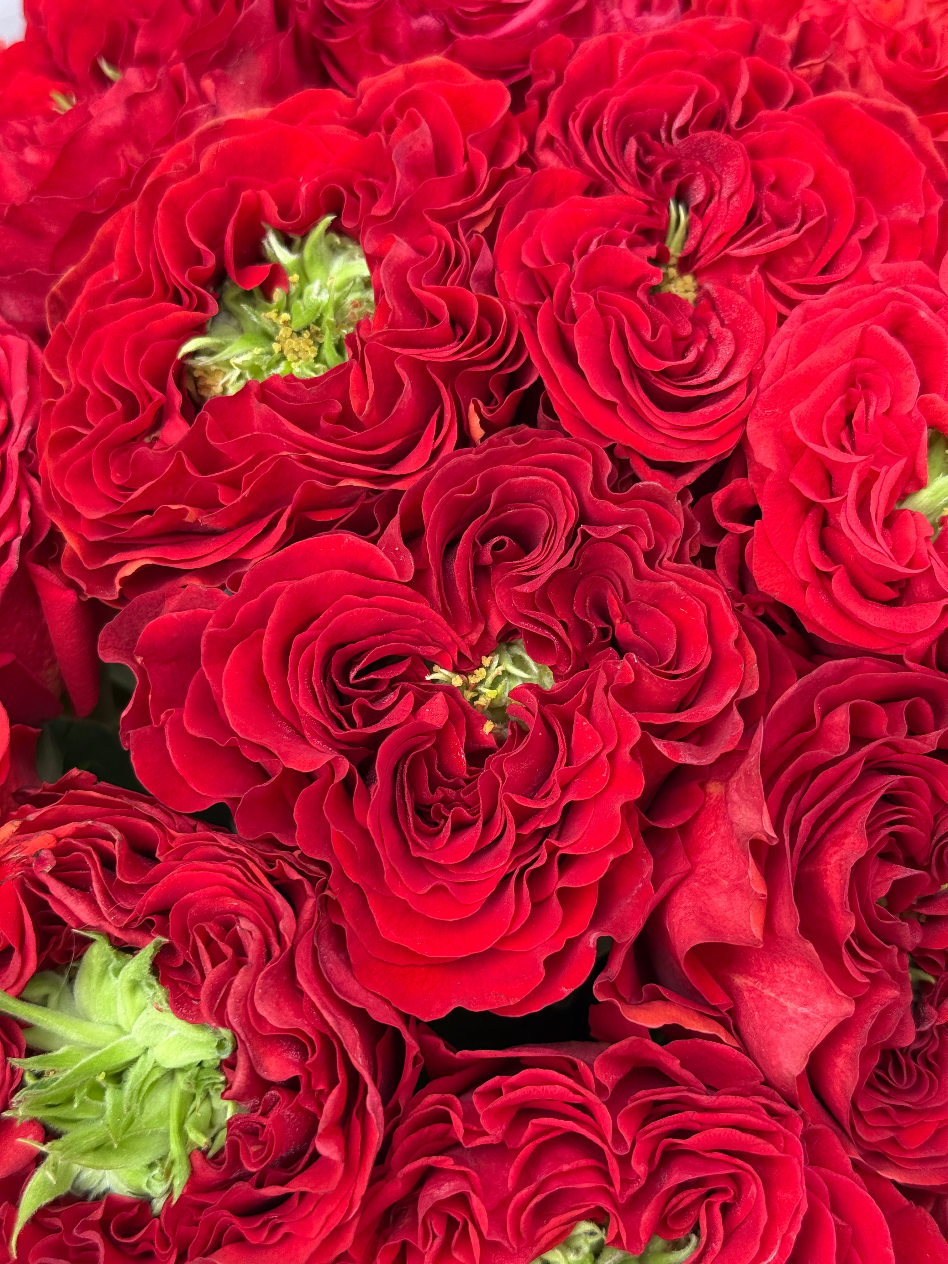 No.63 RED VELVET - roses