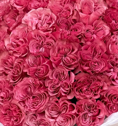 No.61 PINK BLISS - garden roses