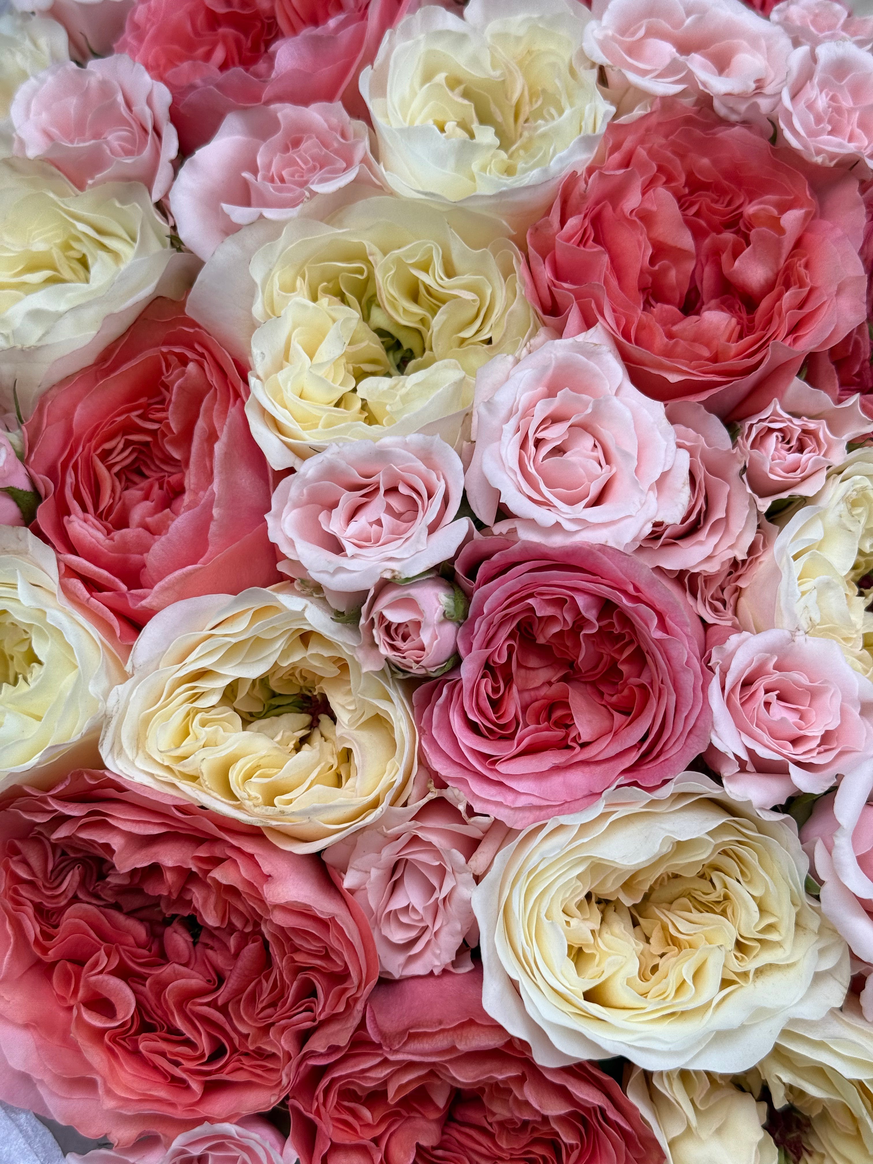No.27 COMPLIMENT - garden roses, spray roses
