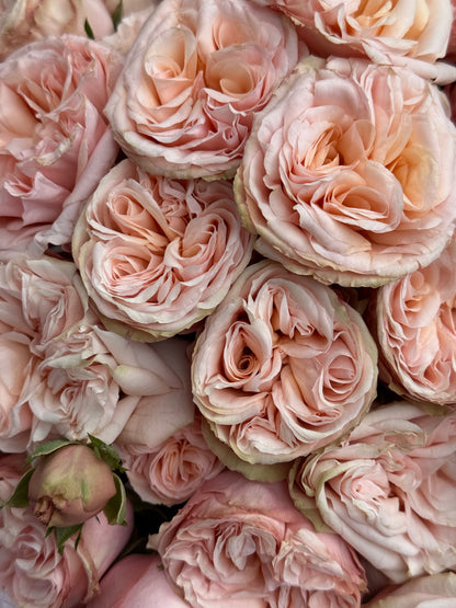 No.97 PINK TEMPTATION - garden spray roses