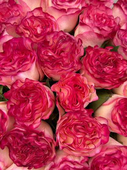 Nro. 198 ROSAS ROSAS LUSCIOUS