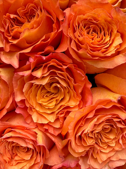 No.92 GOLDEN ORANGE - roses
