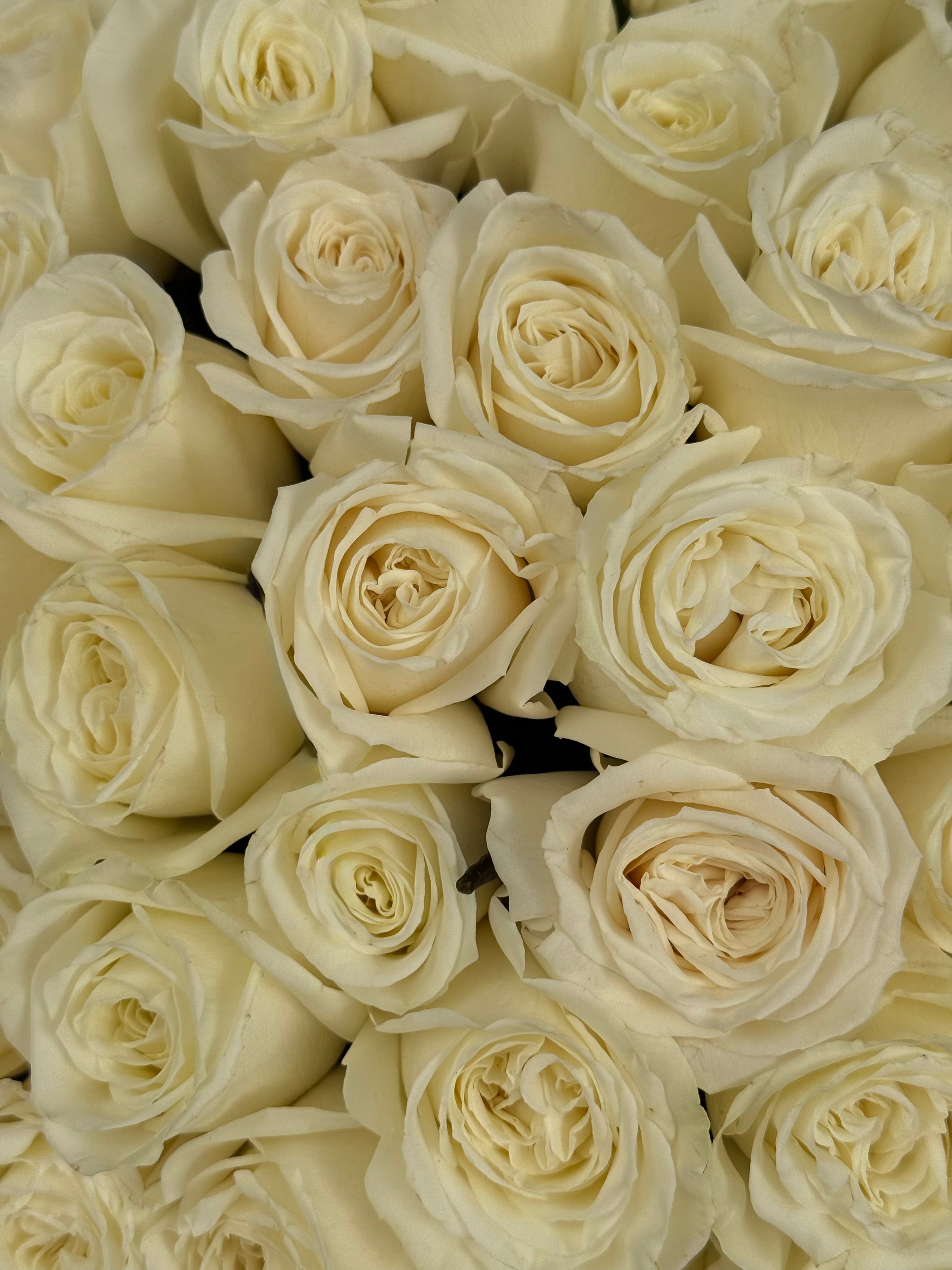 No.12 IVORY - white roses