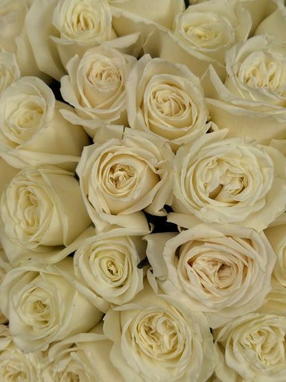 No.12 IVORY - white roses