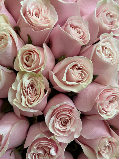 No.46 WHISPERING ELEGANCE - roses
