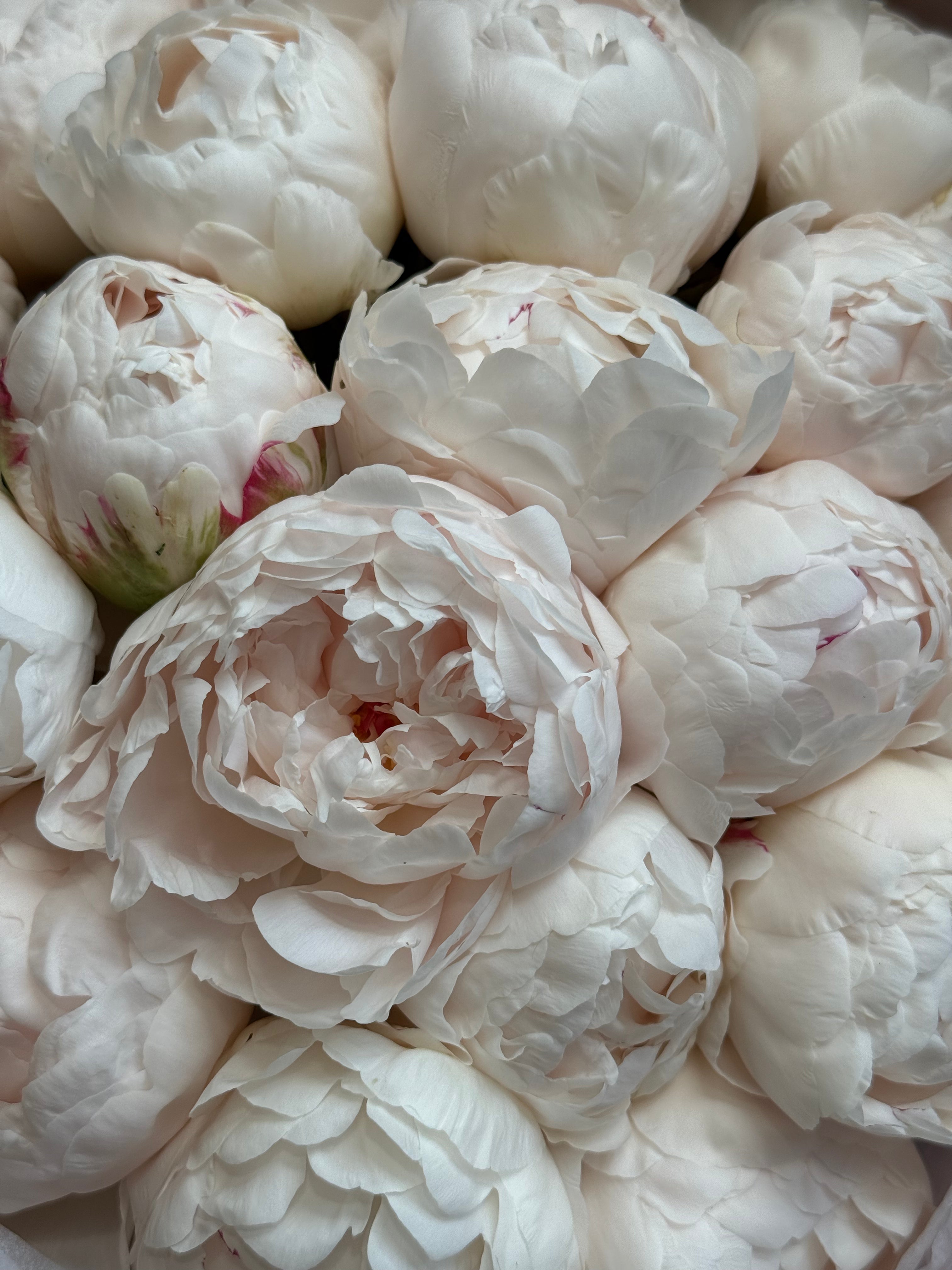 No.117 BLUSH PEONIES