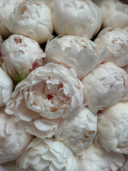 No.117 BLUSH PEONIES