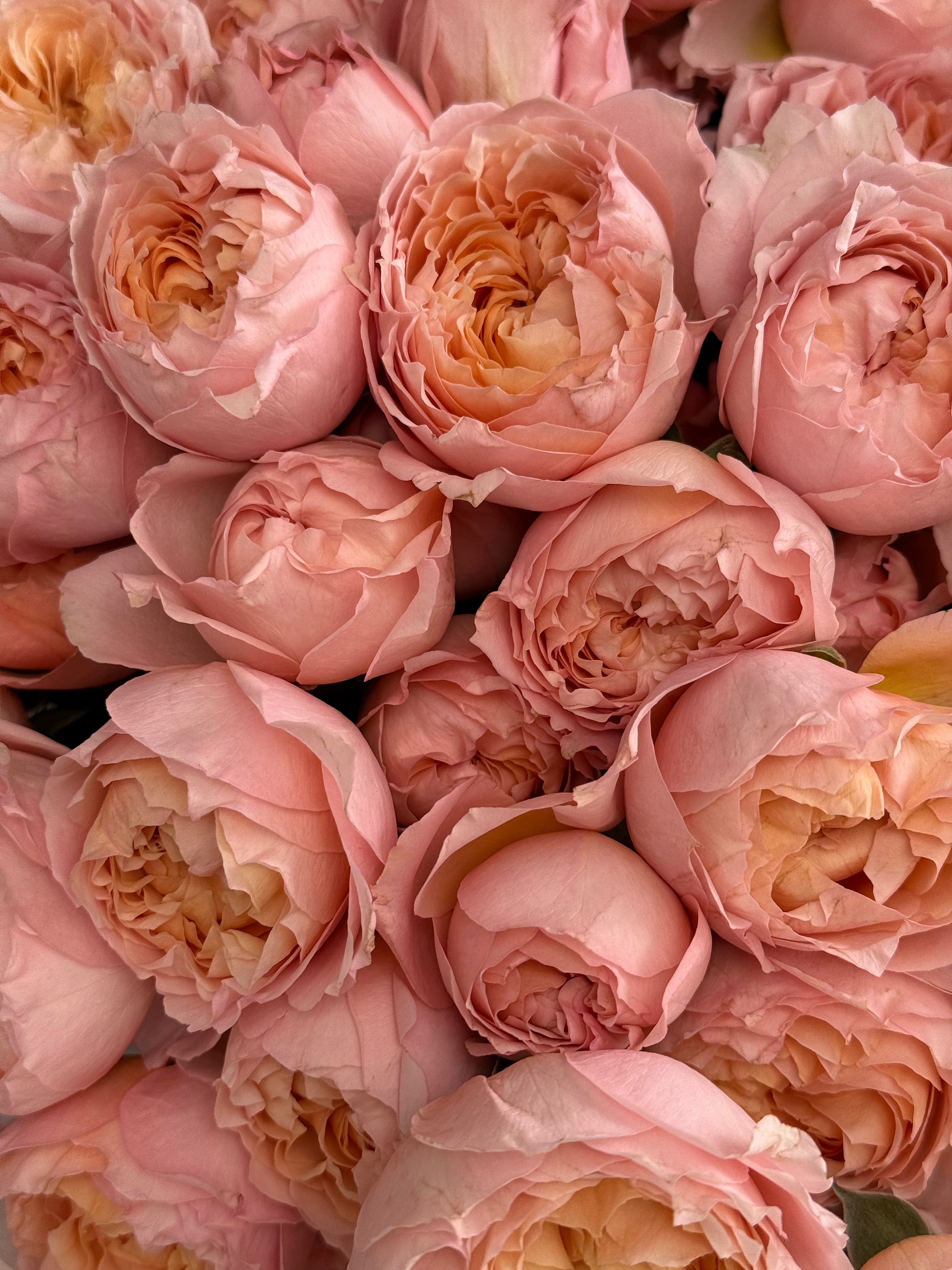 N.º 171 JULIETTE ROSES