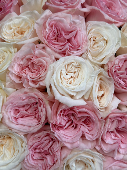 No.156 ROSÉ AFFAIR - garden roses