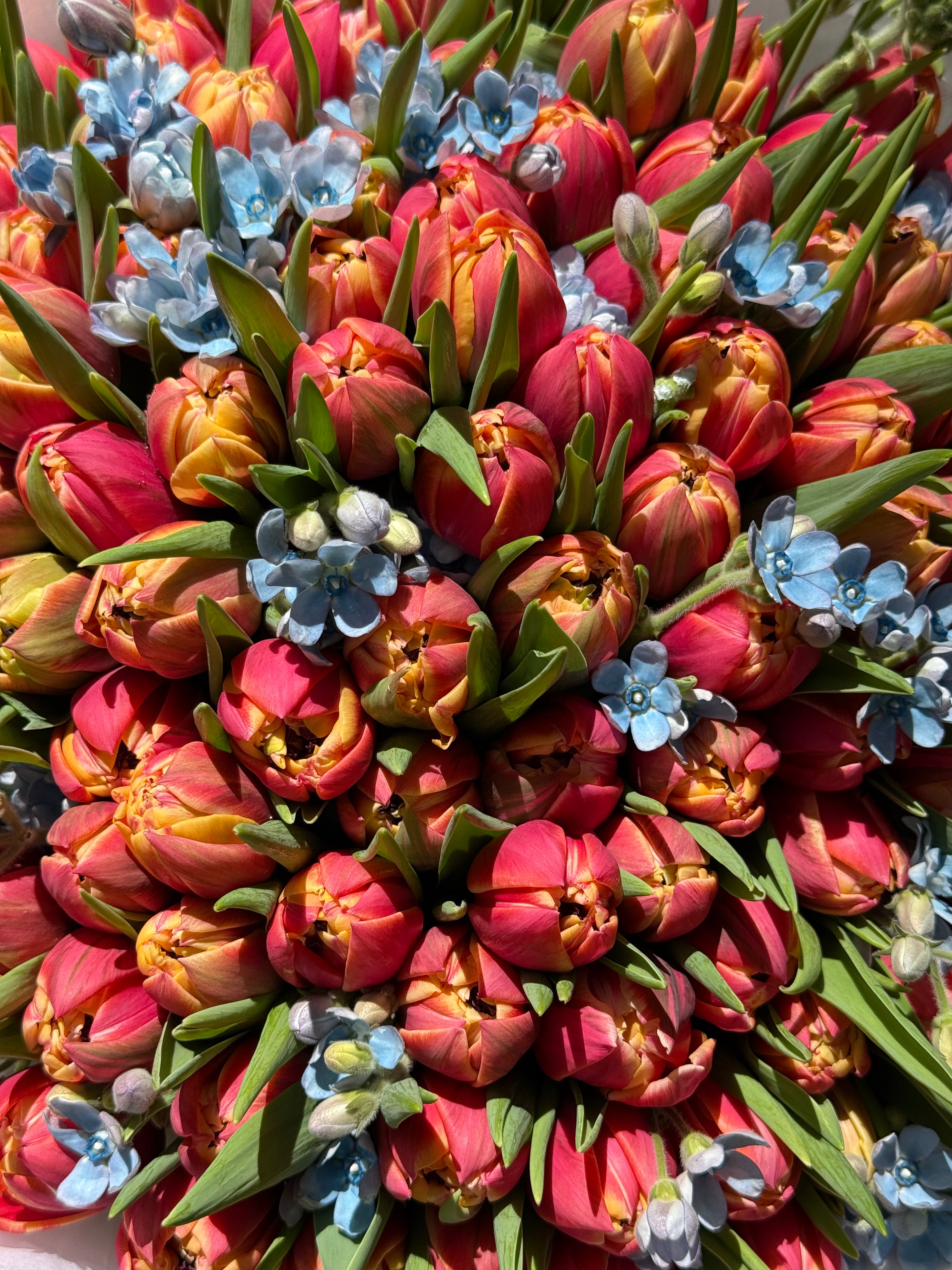 No.187 CORAL TULIPS