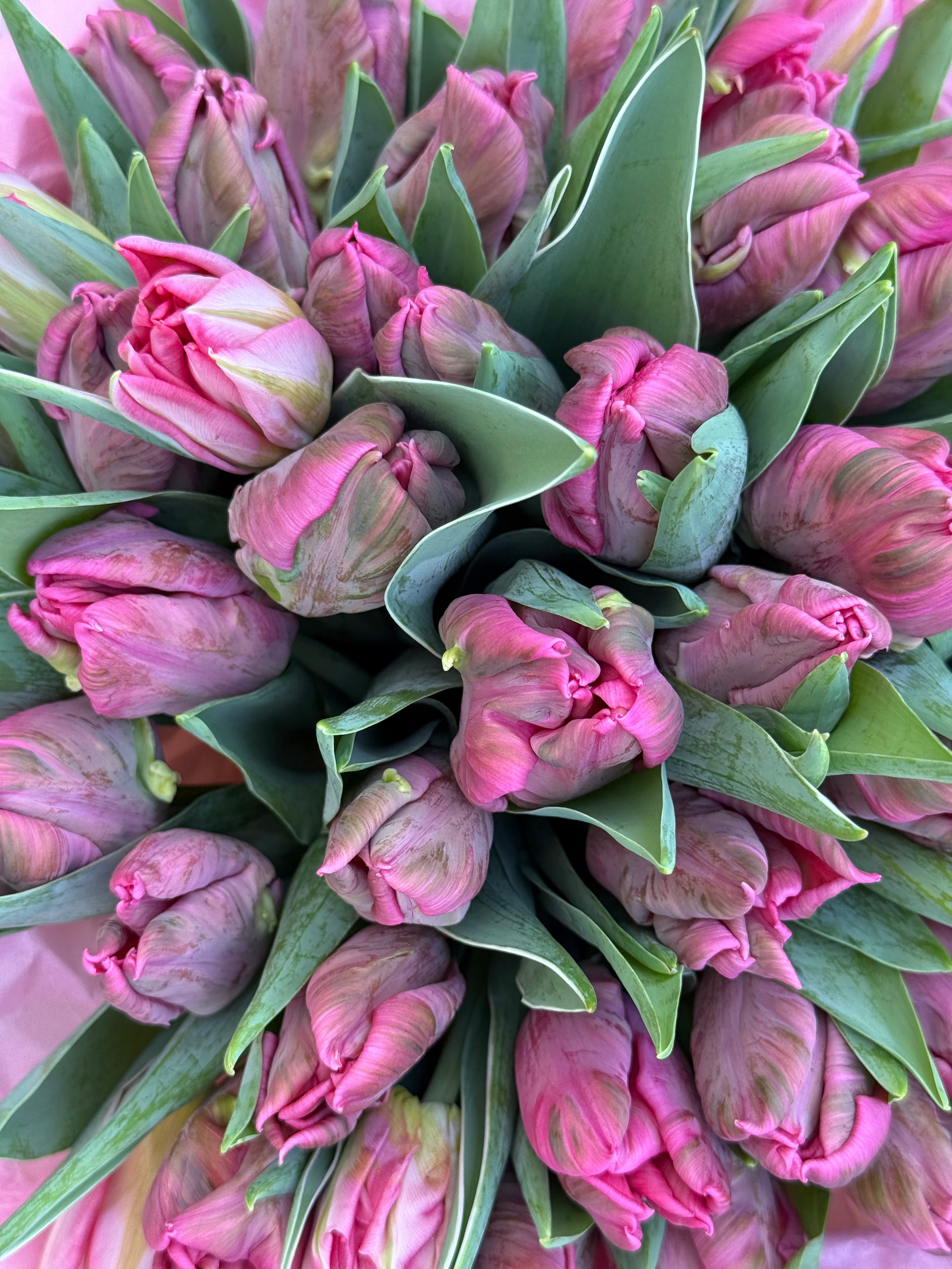No.185 DUSTY PINK TULIPS