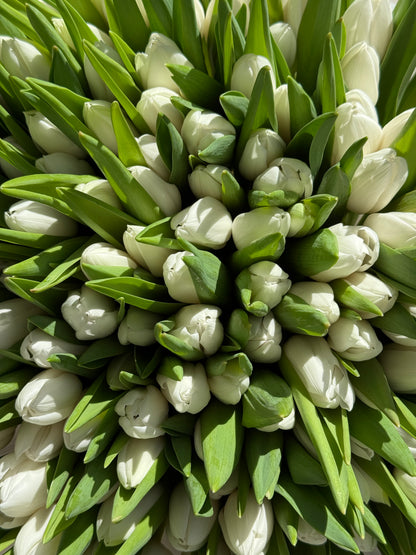 No.190 WHITE TULIPS