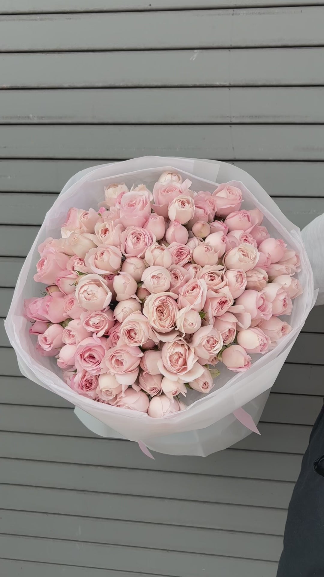 No.247 FAIRY KISS - garden spray roses