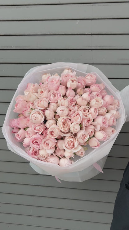 No.247 FAIRY KISS - garden spray roses
