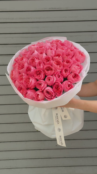 No.52 CANDY CRUSH - garden roses