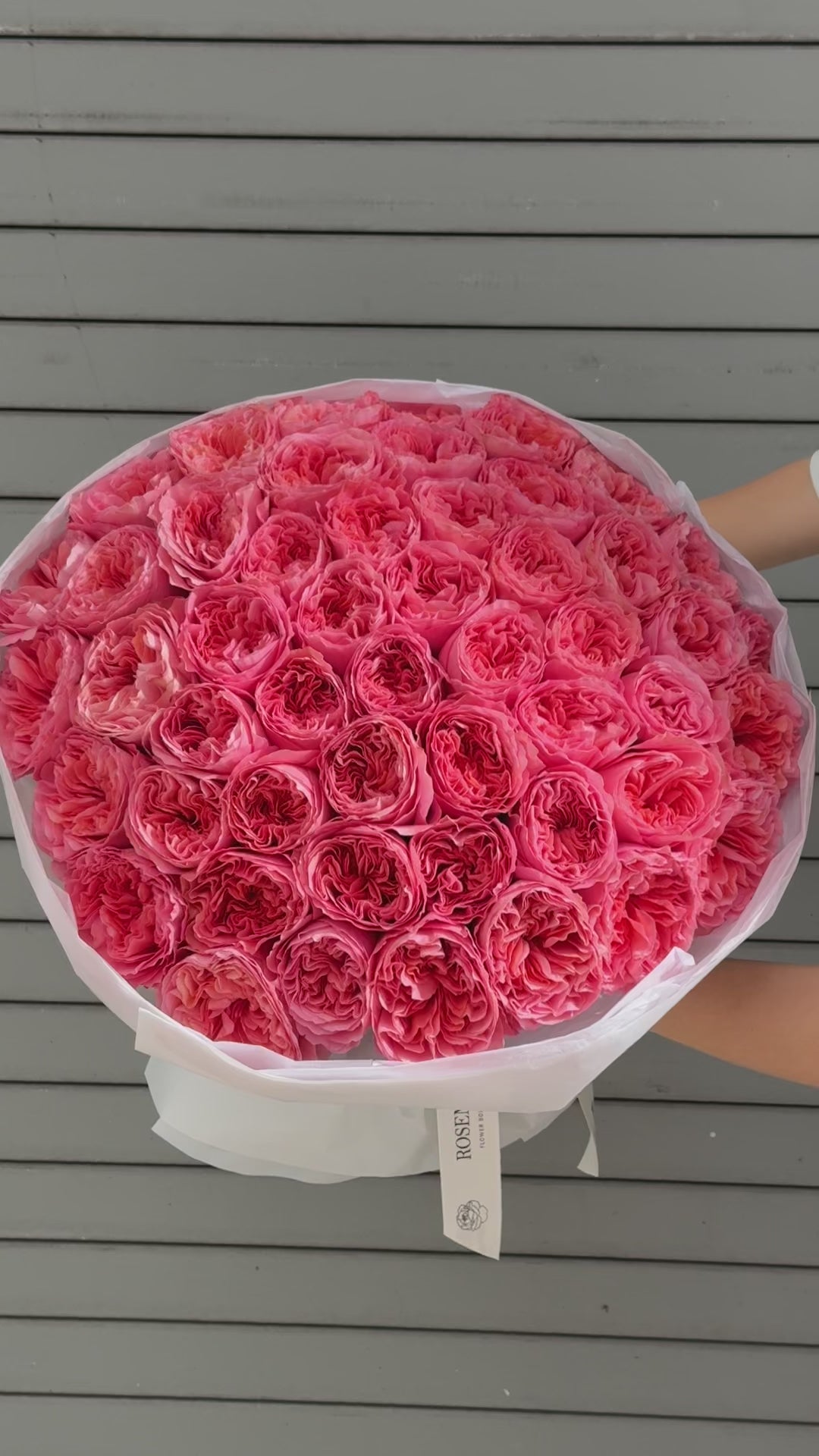 No.52 CANDY CRUSH - garden roses
