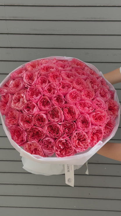 No.52 CANDY CRUSH - garden roses